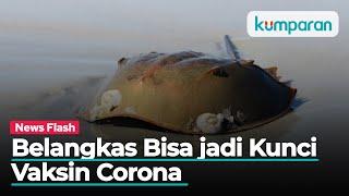 Belangkas, Hewan Purba yang Bisa Jadi Kunci Pengembangan Vaksin Corona