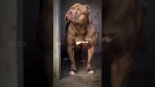 5 Most deadliest dog breeds in the World  | Part 3 #shorts