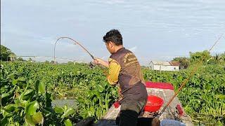 Câu cá thế này phải tính bằng bao - Mùa cá tra sông miền tây