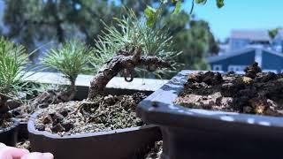 Patricia O'Connor, The Bonsai Balcony: Pine Bonsai.