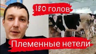 180 голов. Продажа племенных нетелей молочных пород, продажа племенных пород КРС живым весом оптом.