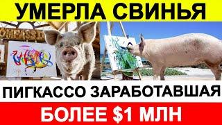 Умерла свинья Пигкассо, заработавшая более $1 млн
