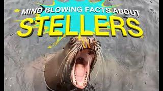 Stellar Facts about Steller Sea Lions! | Mind-Blowing Facts About Steller Sea Lions