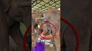 Girl Uses Elephant Pee  