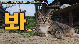 이렇게 사는 것도 나쁘지 않아......,#스파게티 / 고양이들과 함께 하는 시골살이 vlog