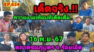 EP.634 ราคาควายวันนี้ 16 พ.ย. 67 ตลาดนัดบ้านหนองแก ตลาดชมภูบุตร จ.ร้อยเอ็ด