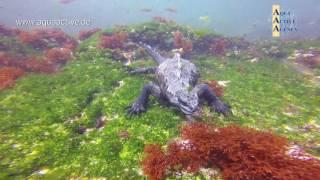 Galapagos Islands Unterwasser  - Film von Achim Goldmann & Aqua Active Agency