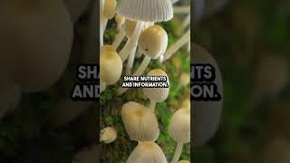 Trees Talk  Through a Hidden Underground Fungal Network 