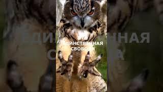 САМАЯ БОЛЬШАЯ СВОБОДА! Подпишись наТГканал ссылка в шапке #свободабытьсобой #здесьисейчас #сейчастье