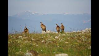 Improving the Circle of Life in the Central Apennines - Rewilding Apennines