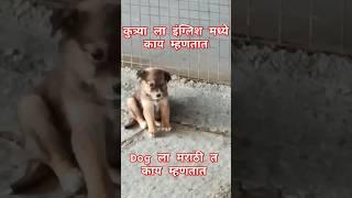 कुत्र्या  ला english मध्ये काय म्हणतात / dog  ला मराठीतून काय म्हणतात  #marathilanguage #dog