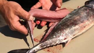 KBOP HOW TO: Filet a Green Bonita (Atlantic Bonito)