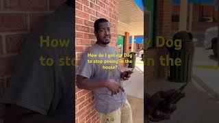 How do I get my Dog to stop peeing in the house? #dog #tipsandtricks #fyp
