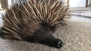 Cute animal - Echidna snoring