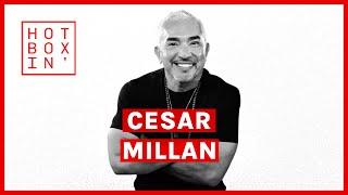 Cesar Millan | Hotboxin' with Mike Tyson