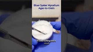 Blue Oyster Mycelium on Agar  #mycology #mushrooms #mycelium #oysters #lab #explore #rootsandrhizo