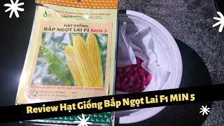 Review Hạt Giống Ngô Ngọt Lai F1 MIN 5