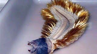 I Can Bet You Have Never Seen Anything As Terrifying As The Antarctic Worm Species