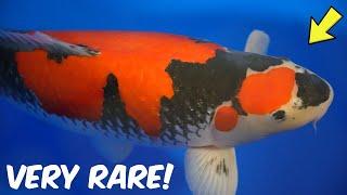 Very Rare Ochiba and Goshiki Koi Fish! **Sakura Prize Winners**