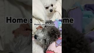 Home sweet home #petlovers #寵物狗狗精選 #푸숑 #몽몽
