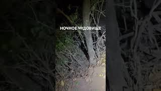 Ночное чудовище 