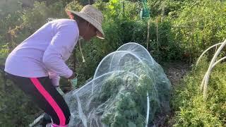 Rookie Gardener- Great Tomato harvest