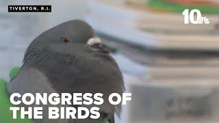 Congress of the Birds raises money for new home