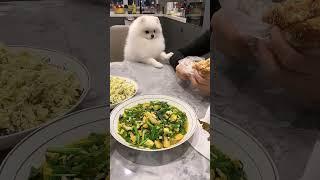 Adorable Pomeranian Wants Dinner Too #DogLovers #PetLife #cutedogs