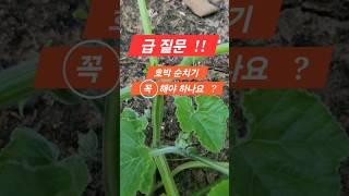 호박 순치기 했습니다. #호박 #텃밭채소 #텃밭이야기