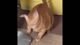 The Ol' 2 second possession #animalvoiceover #funny #cat