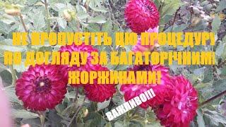 Як сформувати кущ георгіни багаторічної для пишного цвітіння