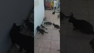 Restourant for cats #respect