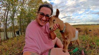 Our Homestead This Week: Goats, Gardens, Cooking & Canning! | Farm Life VLOG