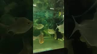 Knife Fish Aquarium Shop Chandigarh | Shorts Video Fish Shop | | The Pet Shop |