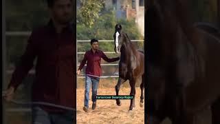 All India Champion Stallion Shaan Marwadi Ghoda #horse #horselover #shorts #viral #