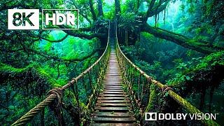 Ethereal Nature in 8K HDR | Dolby Vision™