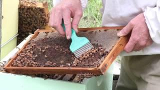 Drone uncapping when checking bee hives for varroa mite