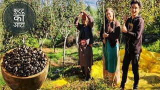 || Buckwheat Season || Kande Vlog|| Kinnaur HP||