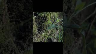 Nature videography #nature #mini cinematic short #mobile photography#shortsvideo #shorts #youtube