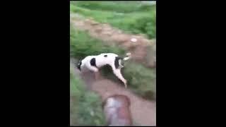 Funny Amazing Dog #Agriculture #Tools #animals 29