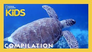 Scuba Diving with Sam!  | What Sam Sees | 90 Minutes | Nat Geo Kids Compilation | @natgeokids