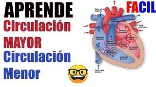 Circulación MENOR y MAYOR