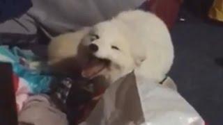 Arctic Fox Has a Case of the Giggles