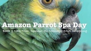 Blue front Amazon parrot spa day