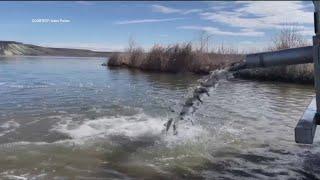 Idaho Fish and Game to stock over 17K rainbow trout this month in Magic Valley