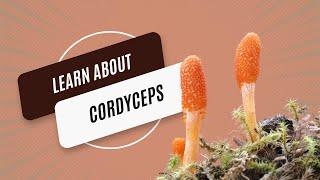 Unveiling the Power of Cordyceps: The Ultimate Guide to Nature's Superfood