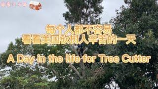 美国砍树贵吗？危险吗？看看美国砍树人辛苦的一天！A Day in the life for Tree Climber|Professional Tree Services chainsaw​