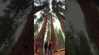 Sequoia National Park: Largest Trees in the world #california  #nationalparks