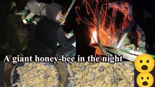 Zanah Khuaidang kan la! A pui miah miah e! Primitive technology  of catching a giant honey-bee