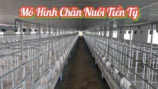 Mô hình chăn nuôi Lợn tiền tỷ | khởi nghiệp TV